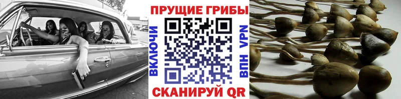 Псилоцибиновые грибы Magic Shrooms  Купить  Балтийск 